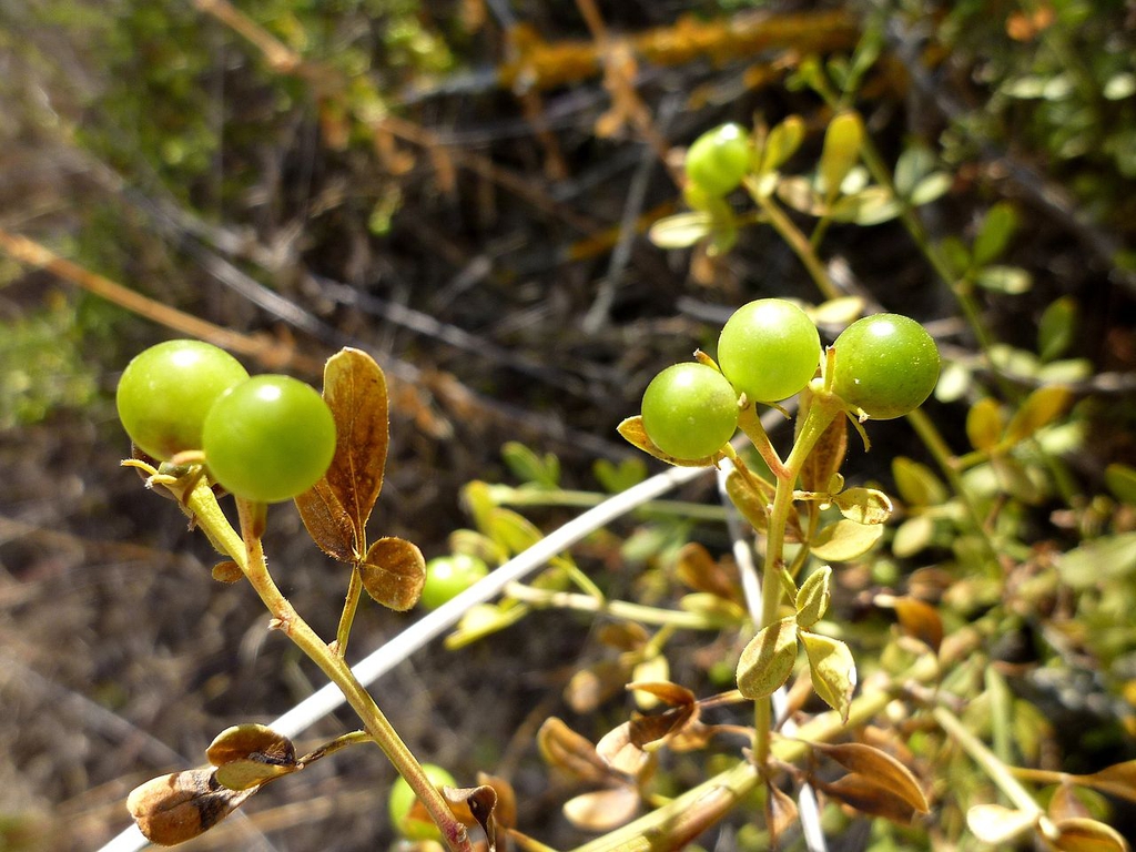 Unripe fruits