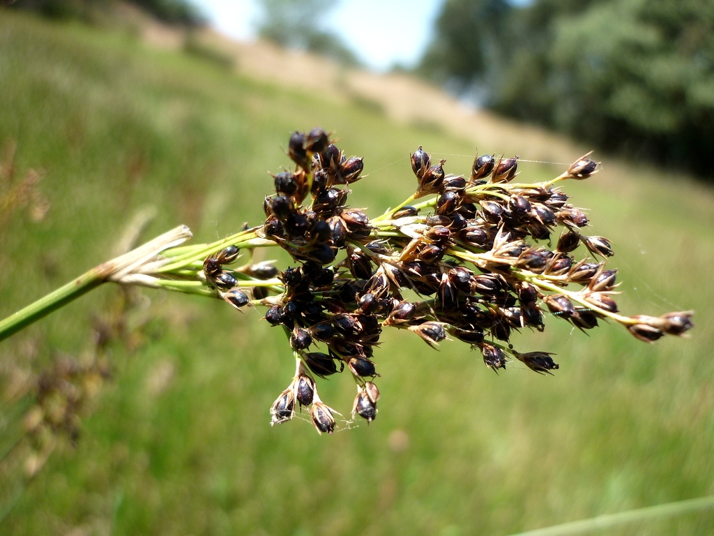 Fruit