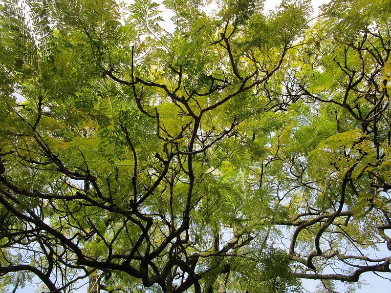 Tree with fern-like bipinnate leaves.