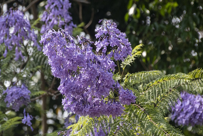 Leafy branch bearing large panicle of tubular flowers.