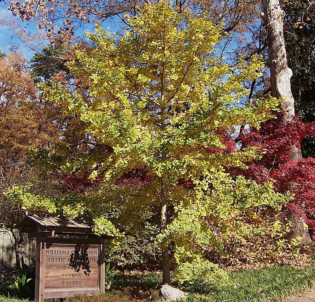 Form with golden yellow leaves in November in Durham, NC