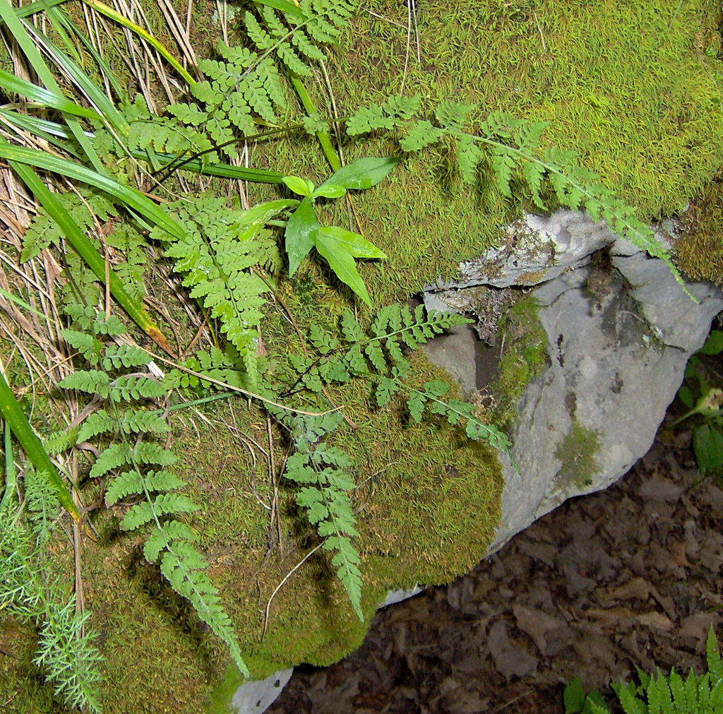 Woodsia obtusa