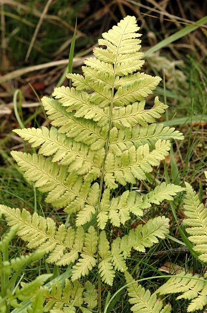 D. carthusiana