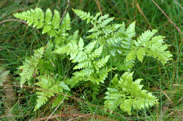D. carthusiana