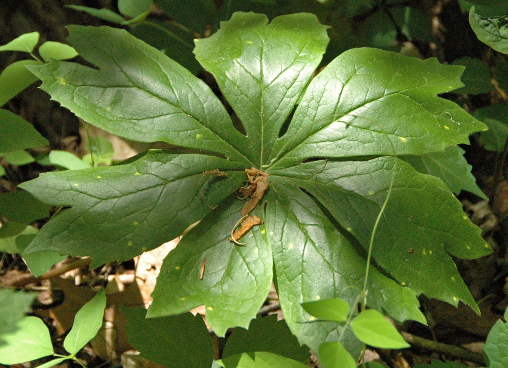 Podophyllum peltatum