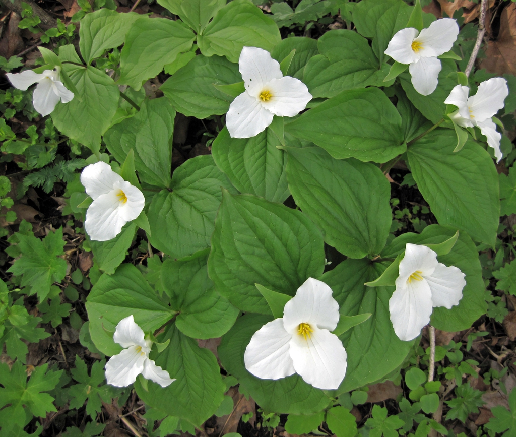 Form