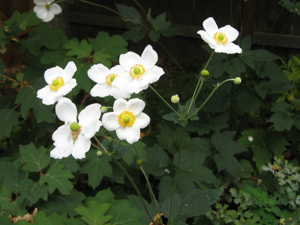 Japanese Anemone 'Honorine Jobert'