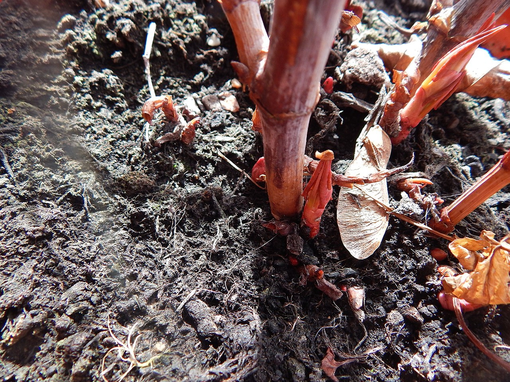 Spring growth