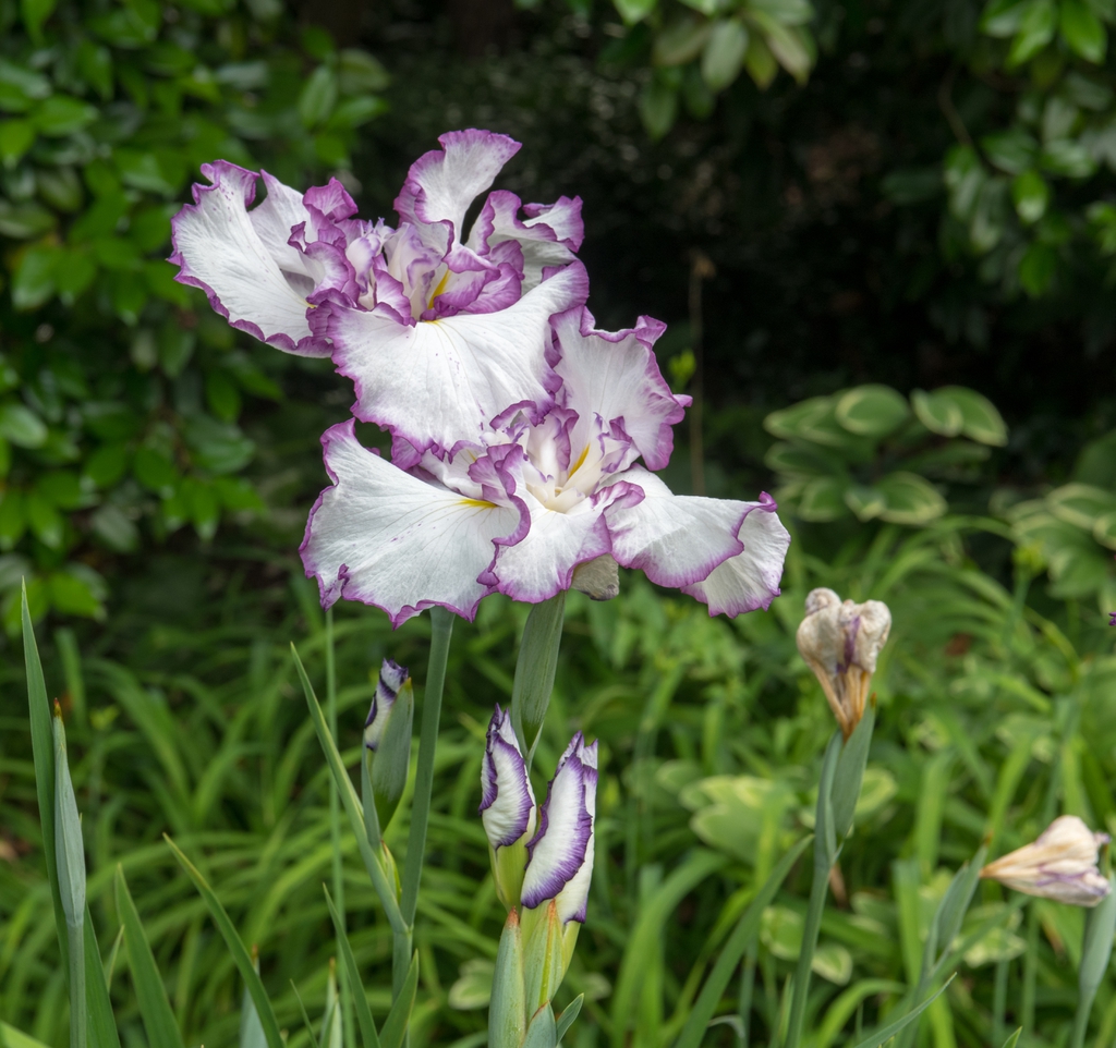 Japanese white and blue Iris