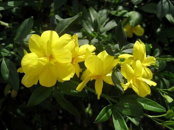 Flower and Leaves