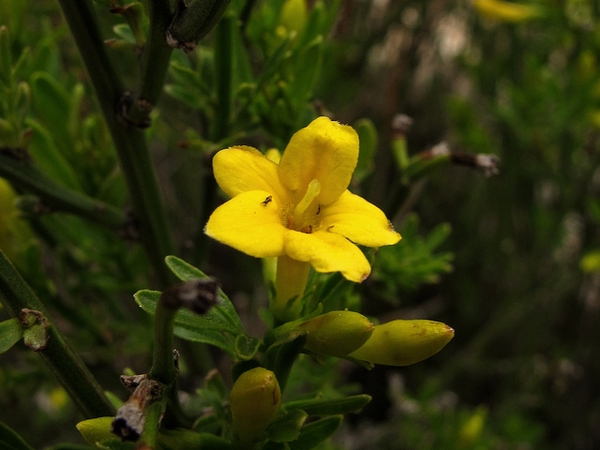 Close-up of yellow trumpet-shaped flowers.