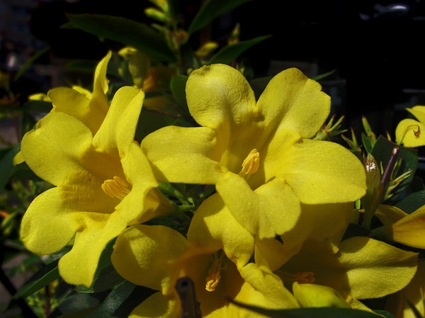 Close-up of yellow trumpet-shaped flowers.