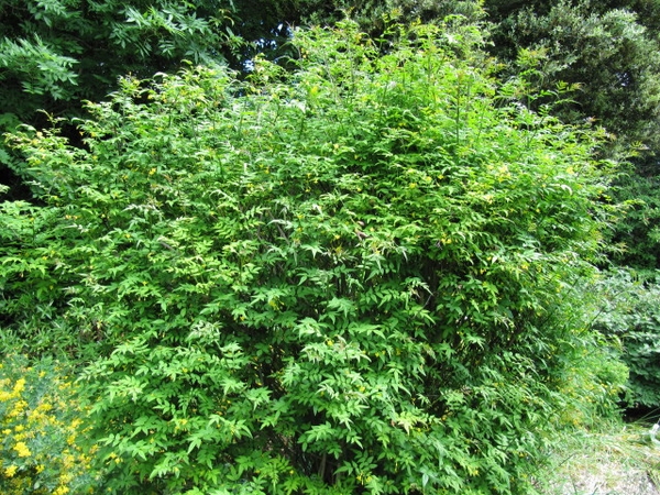 Shrub with yellow flowers.