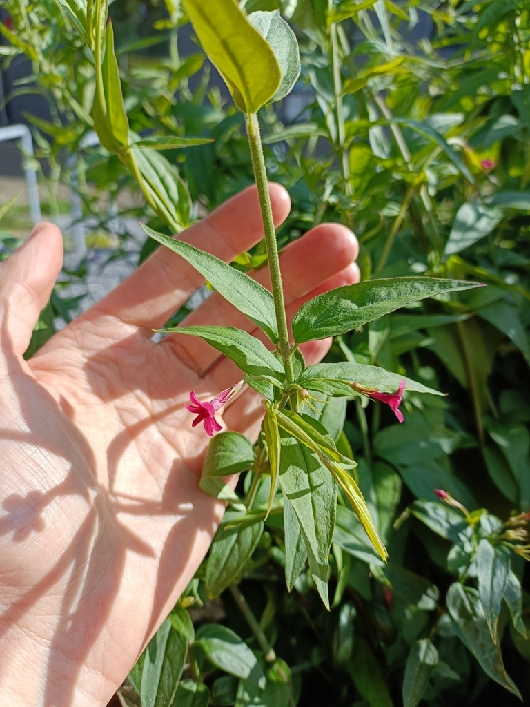 Foliage and dark pink tubular flowers.
