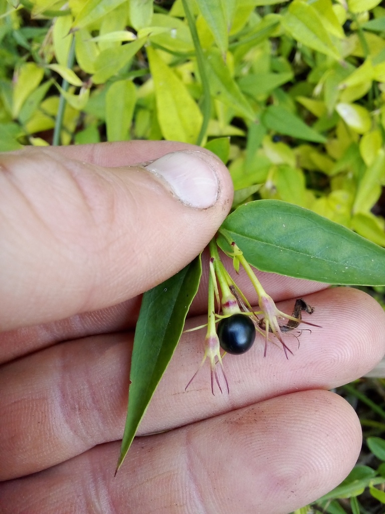 Hand holding shoot with one black shiny berry