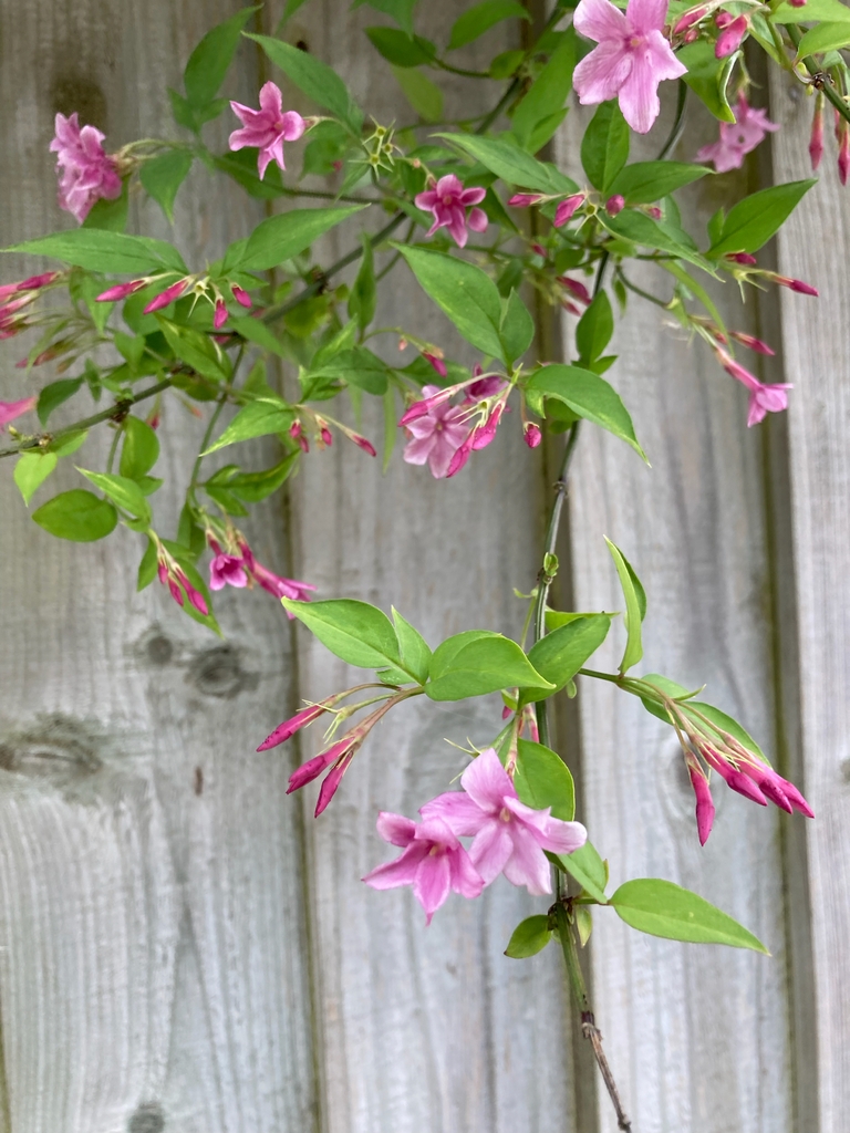 Foliage and dark pink tubular flowers.