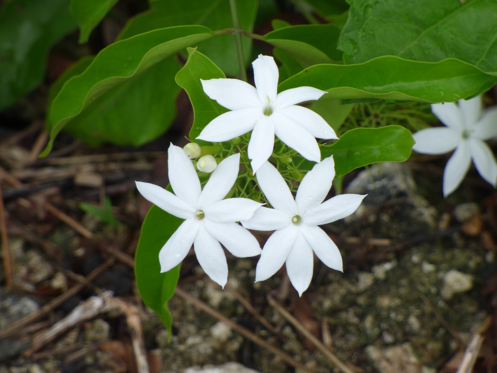 Form