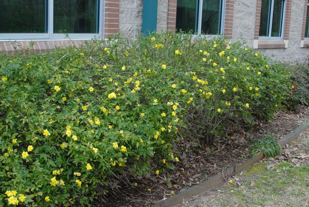 Jasminum floridum