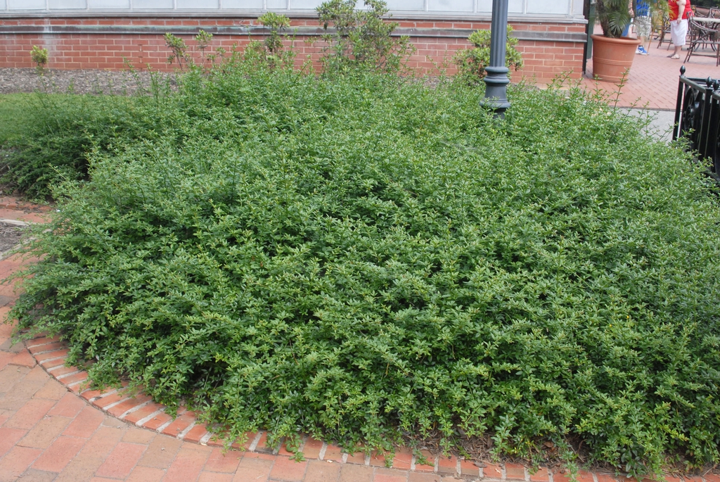 Jasminum floridum