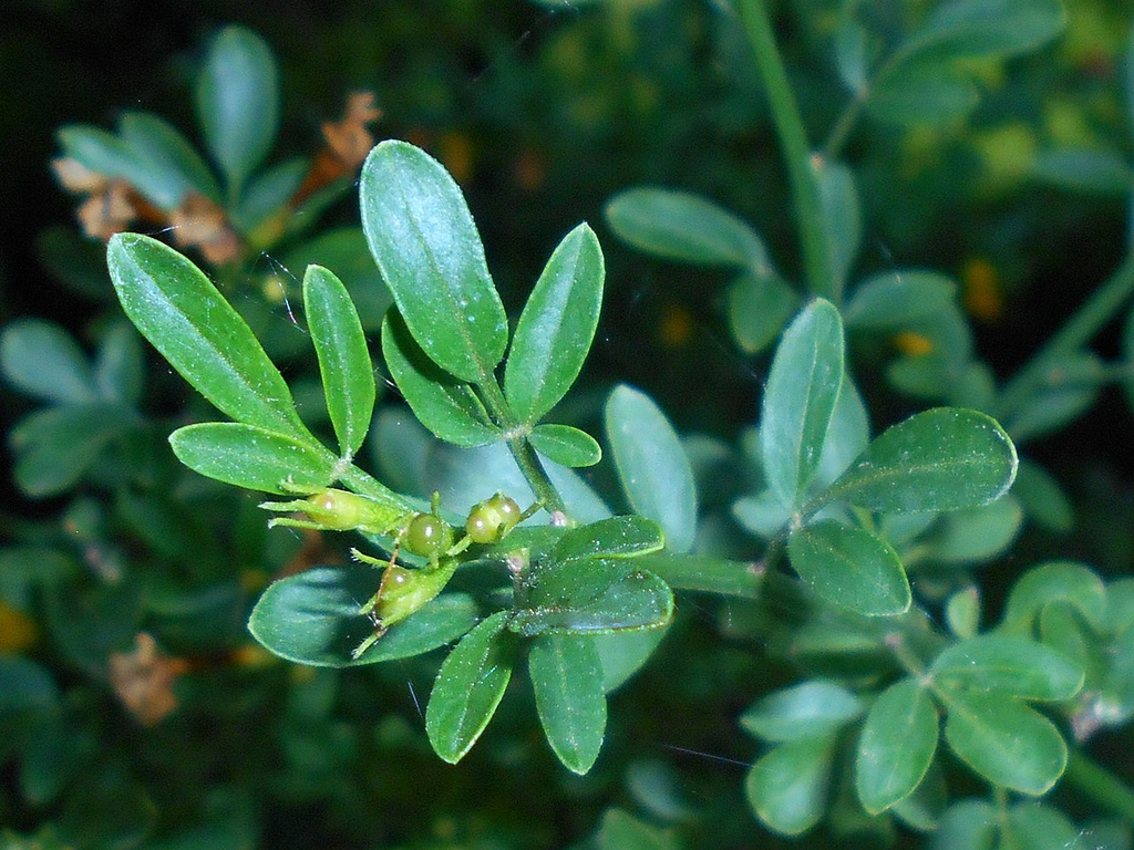 Leaves