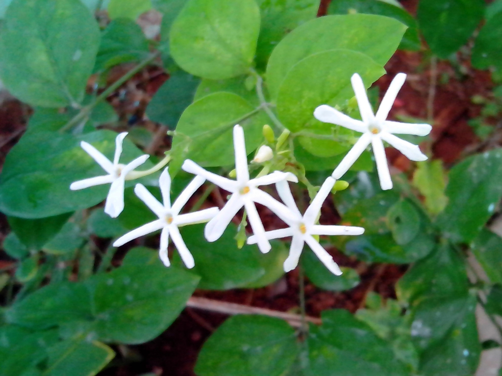 Form