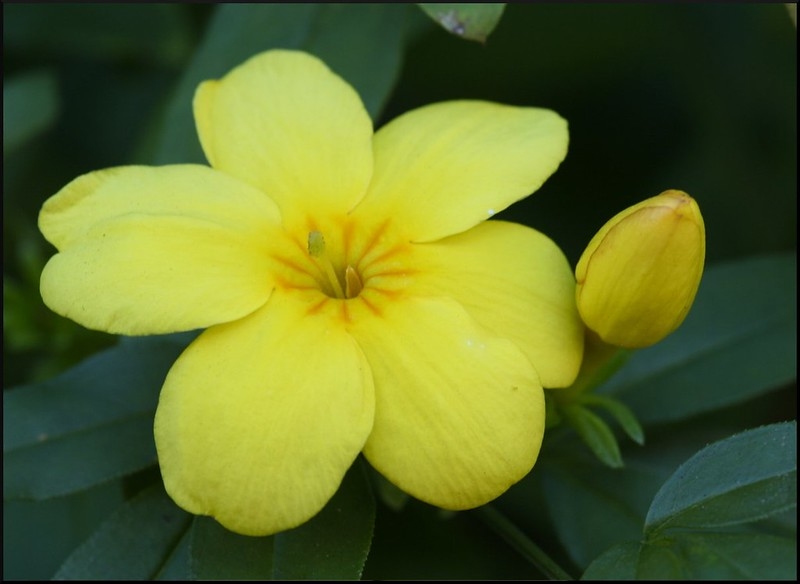 Close-up of flower with tubular, 6-lobed yellow corolla.