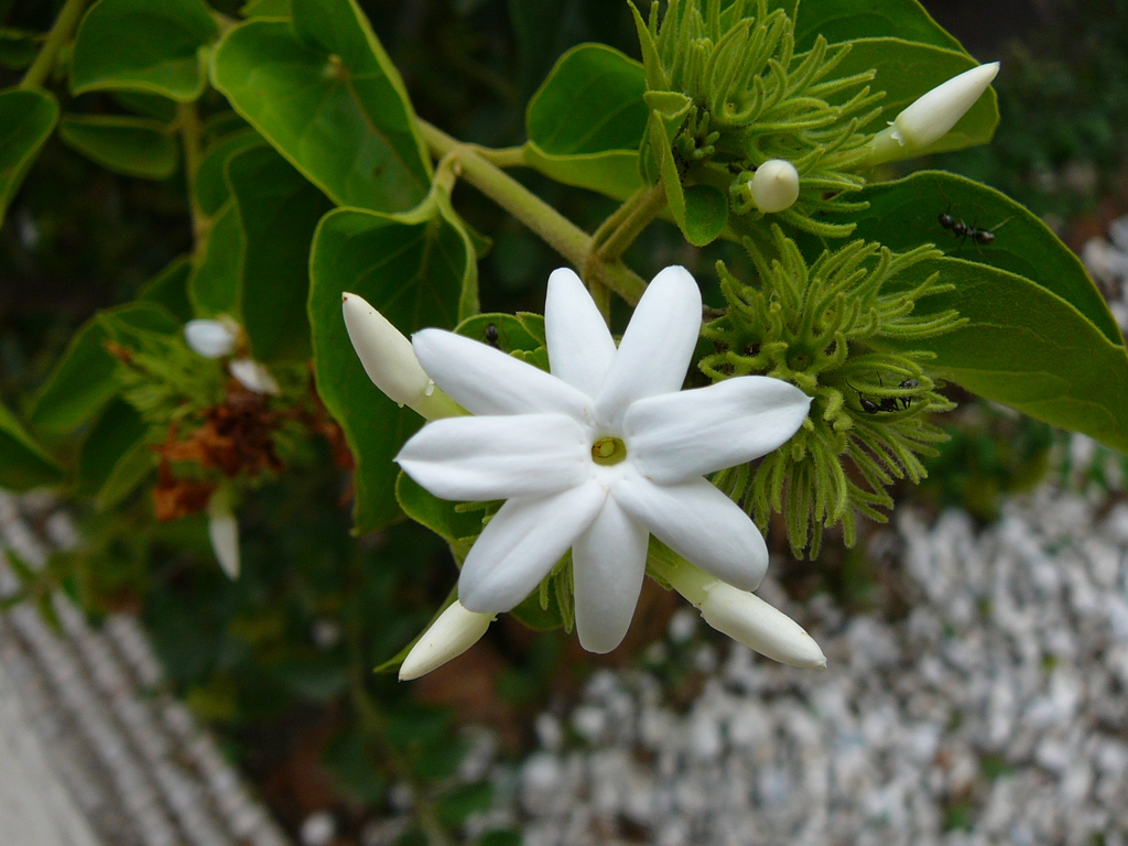 Flower