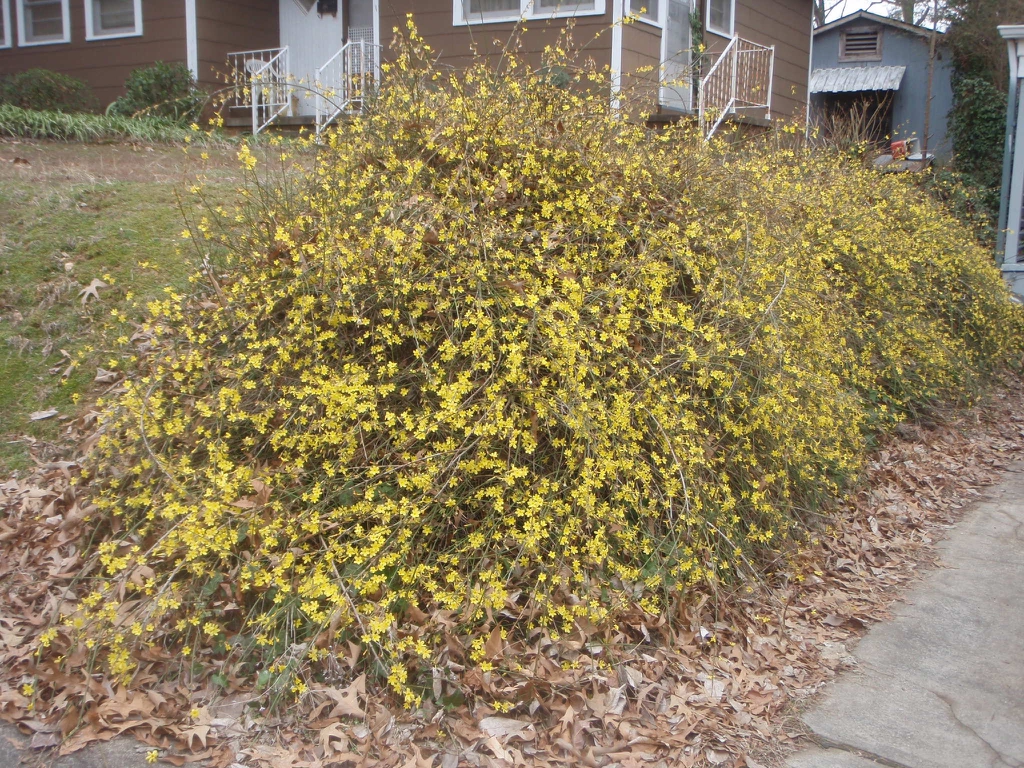 Jasminum nudiflorum