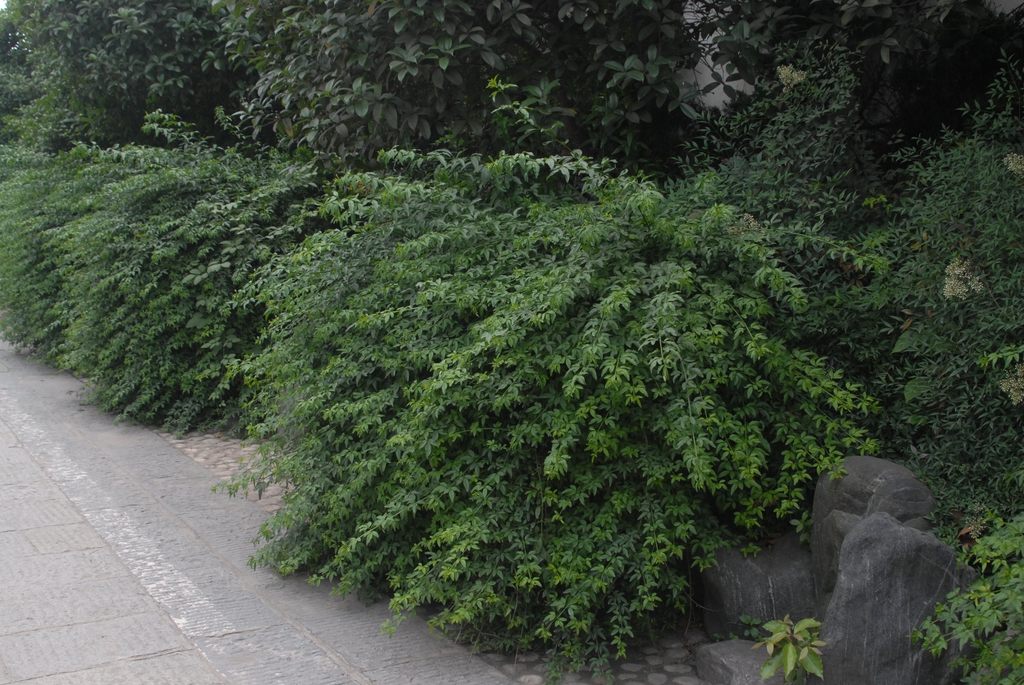 Jasminum nudiflorum