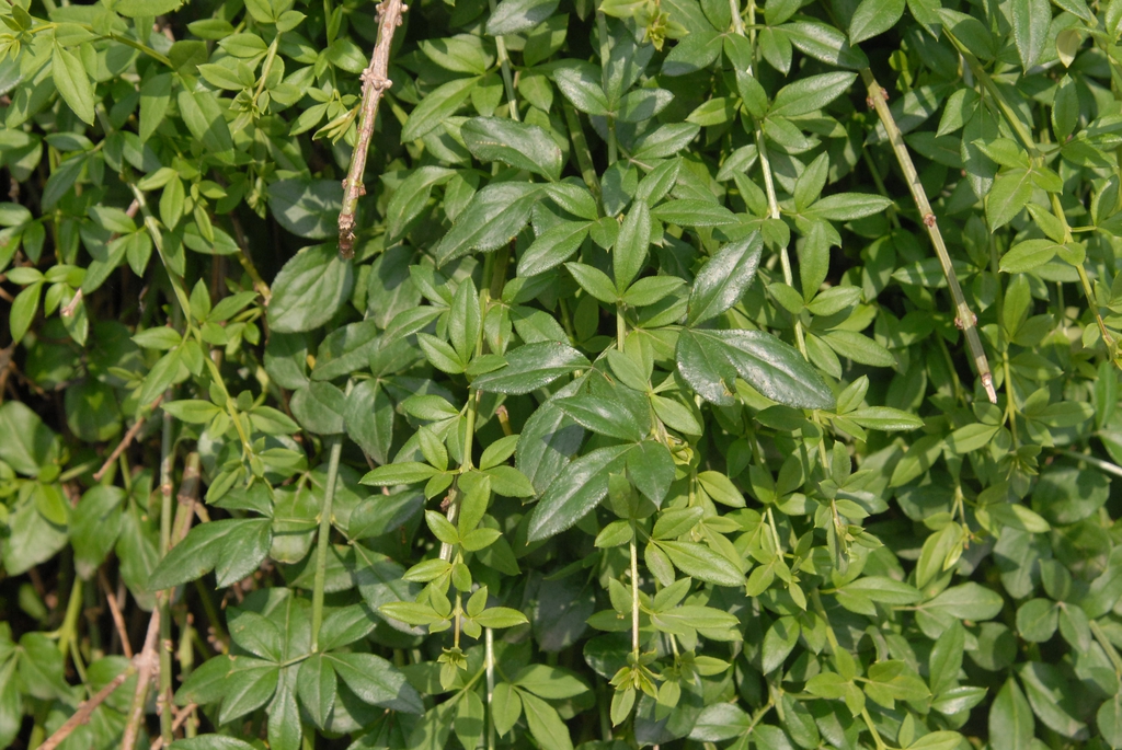 Jasminum nudiflorum