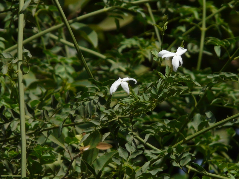 Opposite pinnate leaves. White, star-shaped flowers.