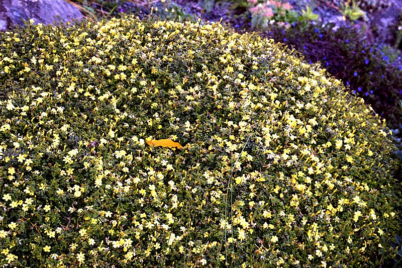 Jasminum parkeri