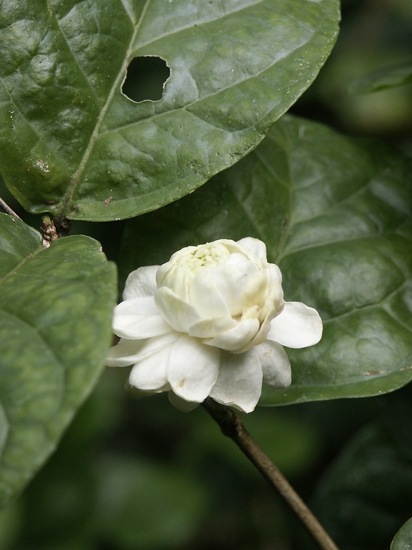 Close-up of a double flowered cultivar. looks like a white rose.