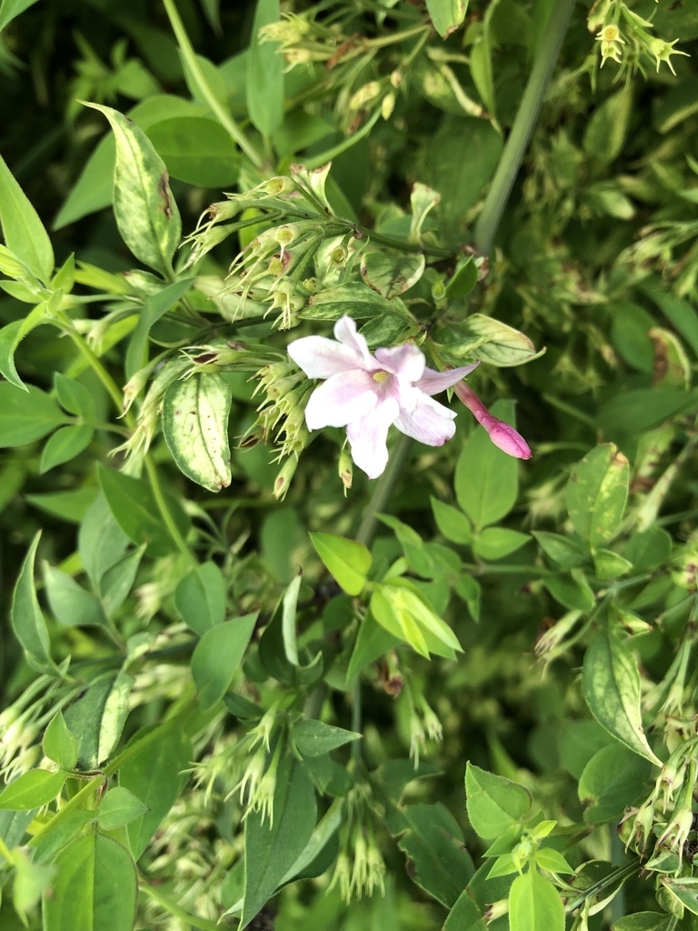 Foliage and pale pink flower