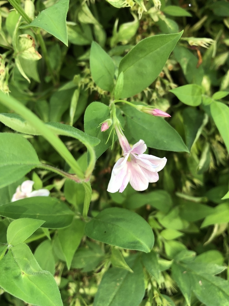Foliage and pale pink flower
