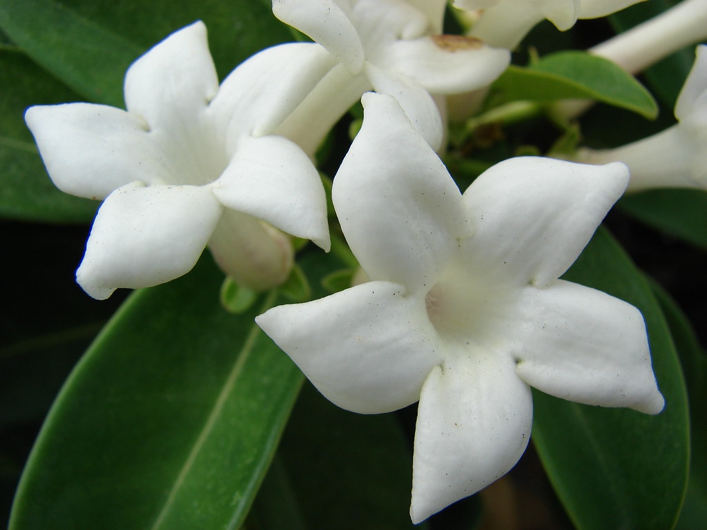 Stephanotis floribunda