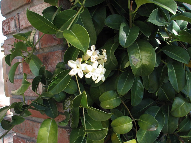 Stephanotis floribunda