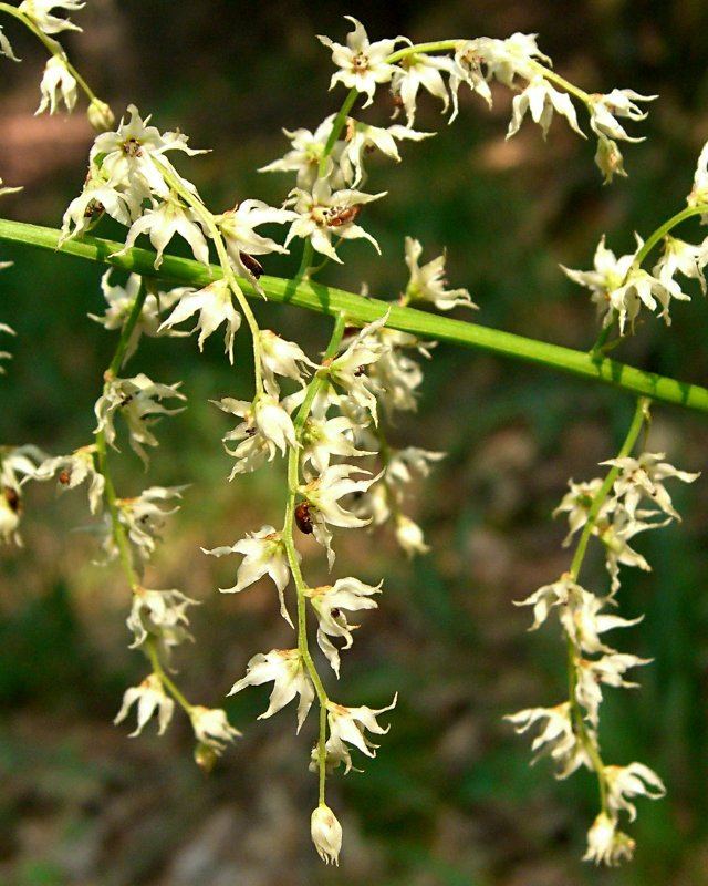 Stenanthium gramineum