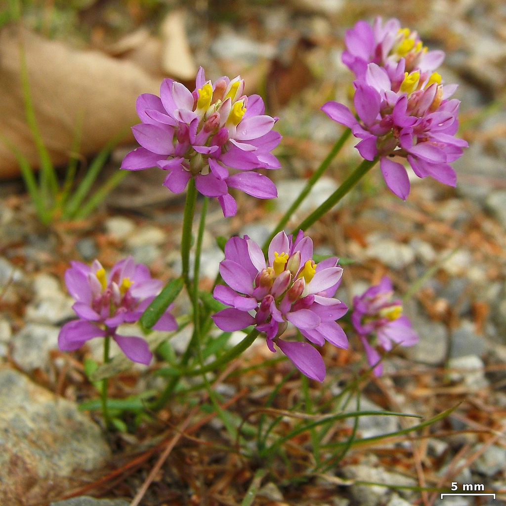 low-growing plant with pink inflorescences.