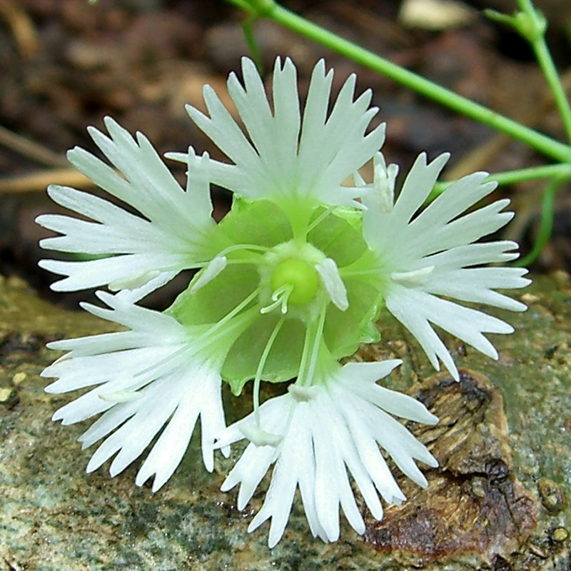 Close up of flower