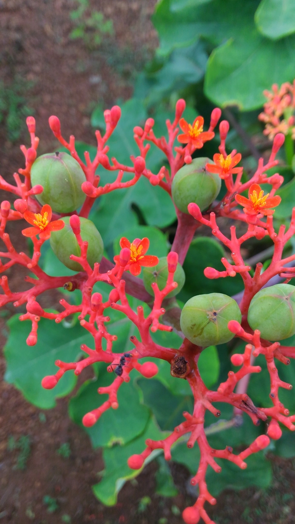 Fruits forming