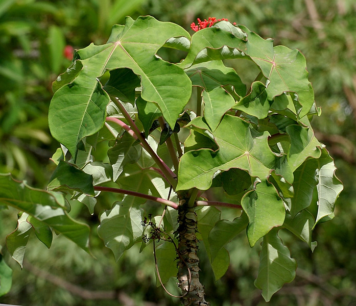 Leaves