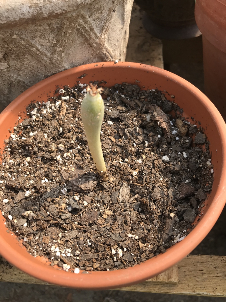 Seedling