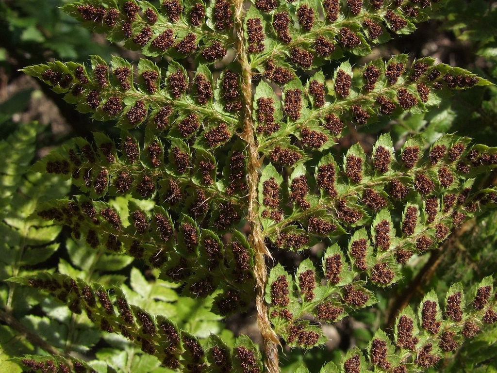 Polystichum braunii sori