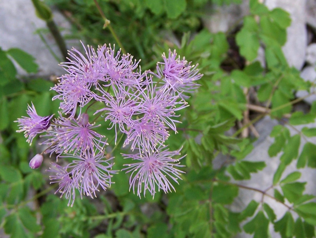Thalictrum aquilegifolium