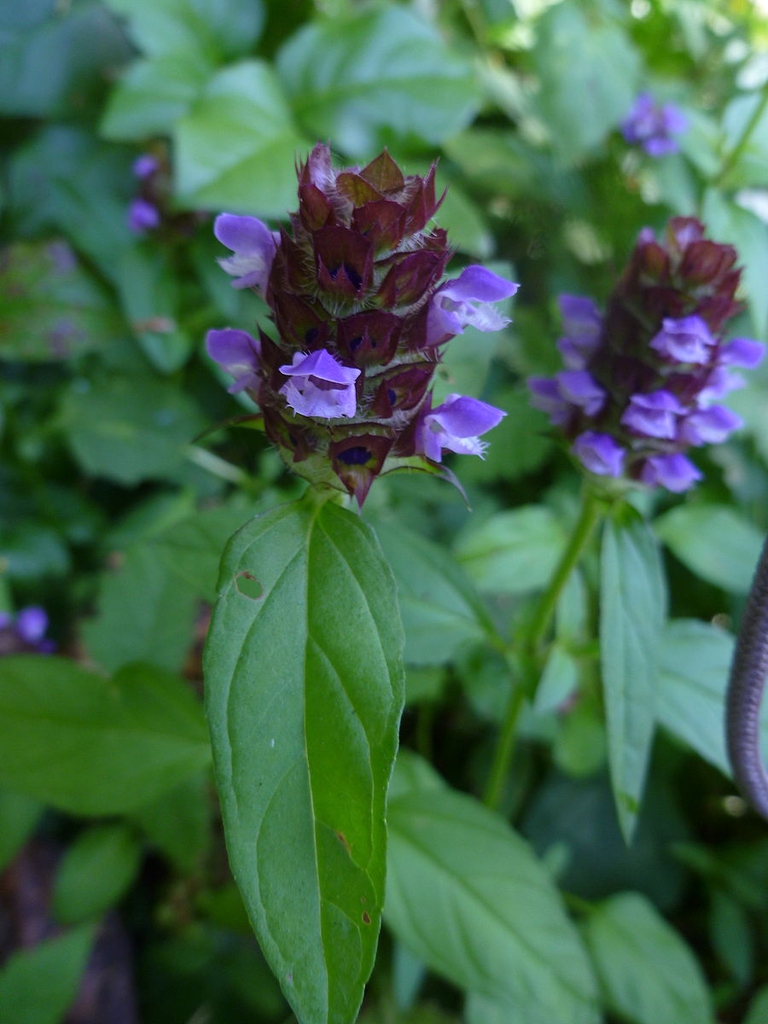 Prunella vulgaris