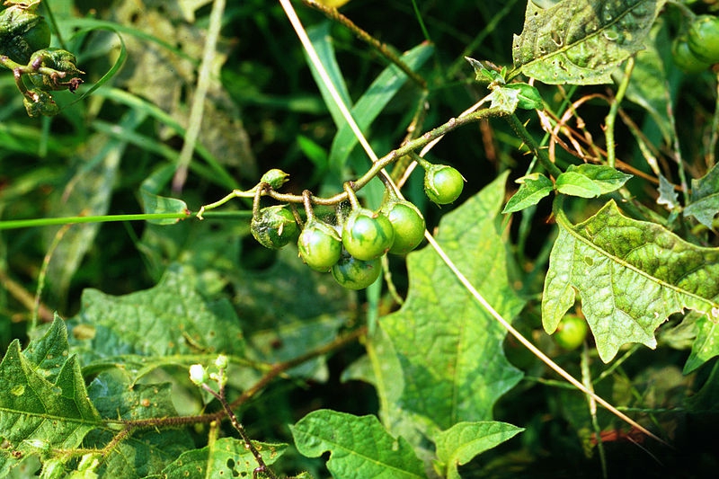 Solanum carolinense