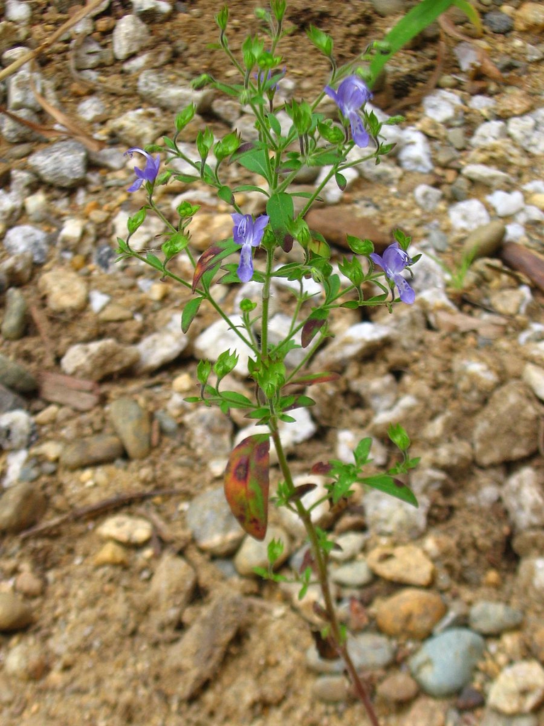 Trichostema dichotomum
