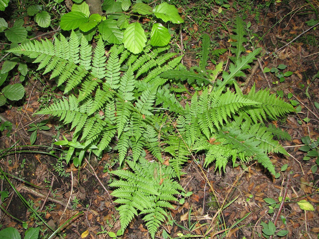 Form
