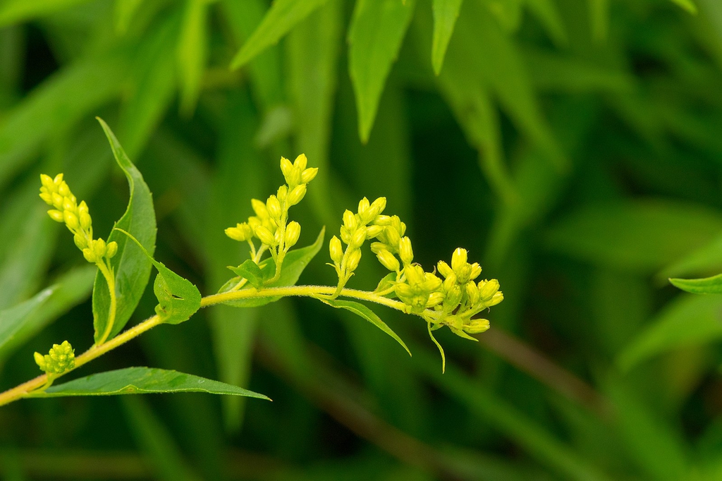 Solidago uliginosa
